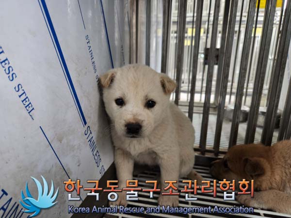 한국동물구조관리협회_441406202500106